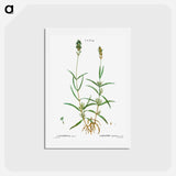アートポストカード-Broadleaved lavender - ピエール ジョゼフ ルドゥーテ Postcard.