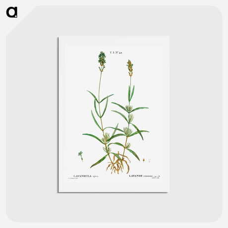 アートポストカード-Broadleaved lavender - ピエール ジョゼフ ルドゥーテ Postcard.