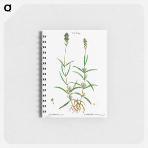 アートメモ帳-Broadleaved lavender - ピエール ジョゼフ ルドゥーテ Memo.