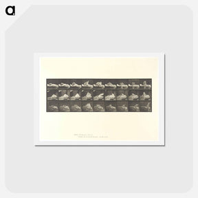 アートポストカード-Wrestling Men
 - エドワード マイブリッジ Postcard.