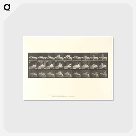 アートポストカード-Wrestling Men
 - エドワード マイブリッジ Postcard.