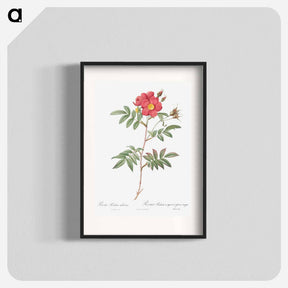 アートポスター-Red-Leaved Rose - ピエール ジョゼフ ルドゥーテ Poster.