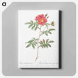 アートパネル-Red-Leaved Rose - ピエール ジョゼフ ルドゥーテ Canvas.