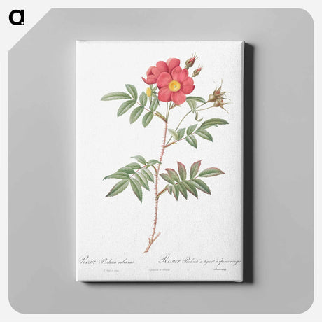 アートパネル-Red-Leaved Rose - ピエール ジョゼフ ルドゥーテ Canvas.