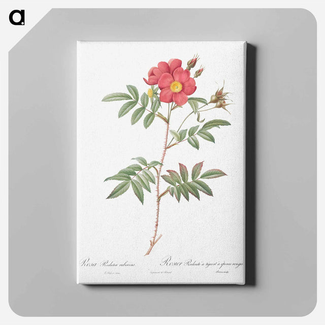 アートパネル-Red-Leaved Rose - ピエール ジョゼフ ルドゥーテ Canvas.