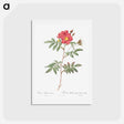アートポストカード-Red-Leaved Rose - ピエール ジョゼフ ルドゥーテ Postcard.