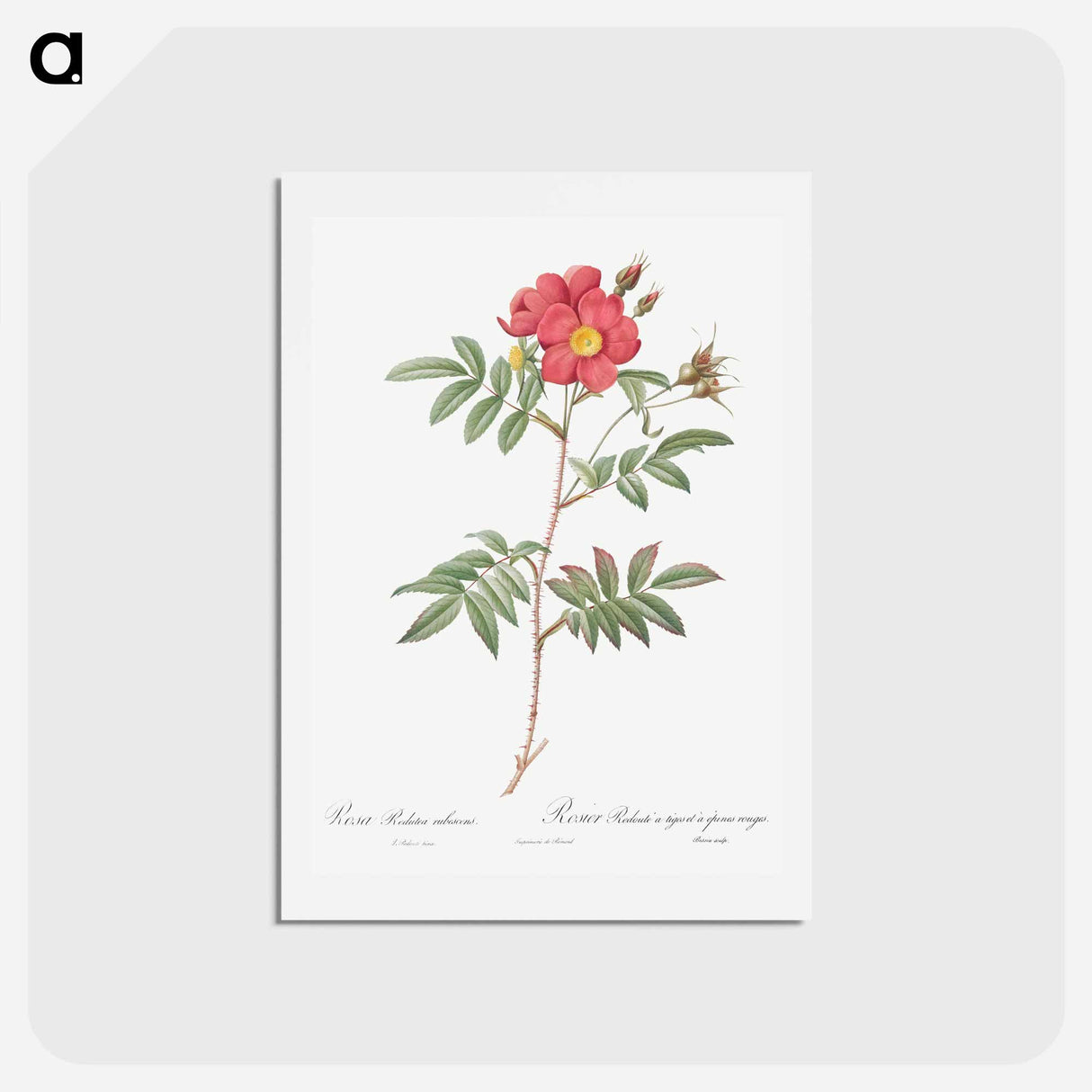 アートポストカード-Red-Leaved Rose - ピエール ジョゼフ ルドゥーテ Postcard.