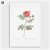 Red-Leaved Rose - ピエール ジョゼフ ルドゥーテ Poster.