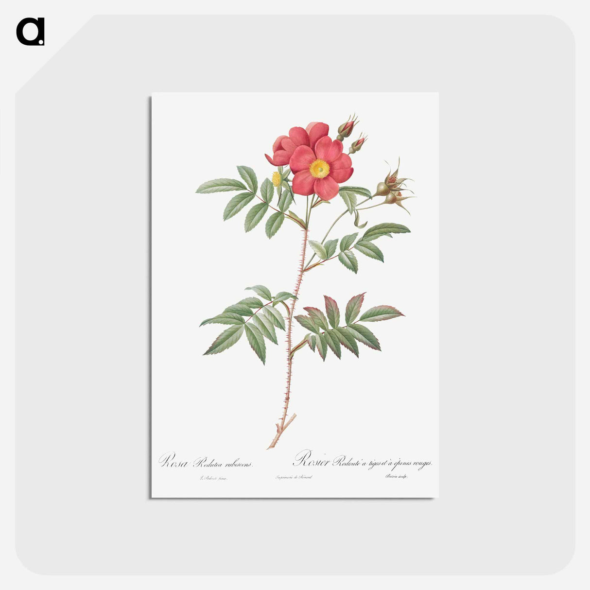 アートポストカード-Red-Leaved Rose - ピエール ジョゼフ ルドゥーテ Postcard.