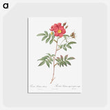 アートポストカード-Red-Leaved Rose - ピエール ジョゼフ ルドゥーテ Postcard.