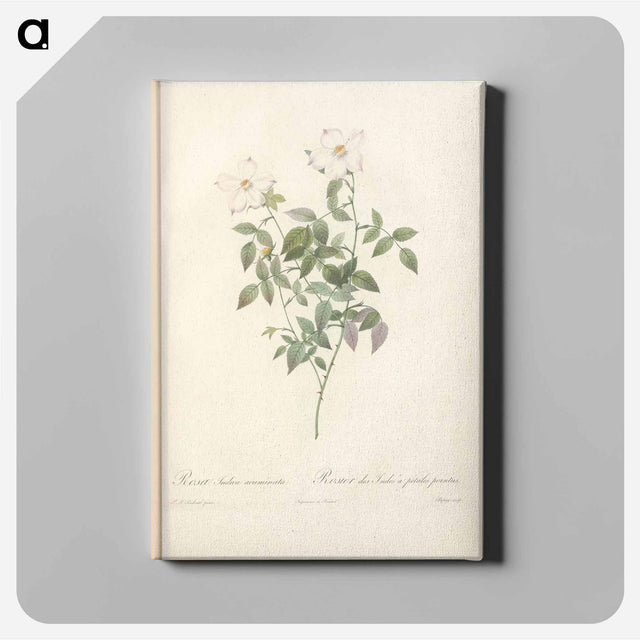 アートパネル-Rose illustration - ピエール ジョゼフ ルドゥーテ Canvas.