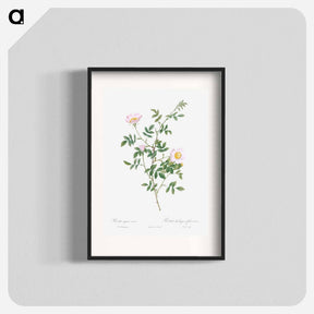 アートポスター-Pink Hedge Rose - ピエール ジョゼフ ルドゥーテ Poster.