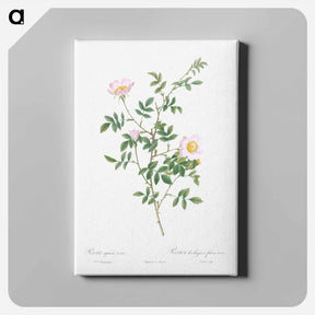 アートパネル-Pink Hedge Rose - ピエール ジョゼフ ルドゥーテ Canvas.
