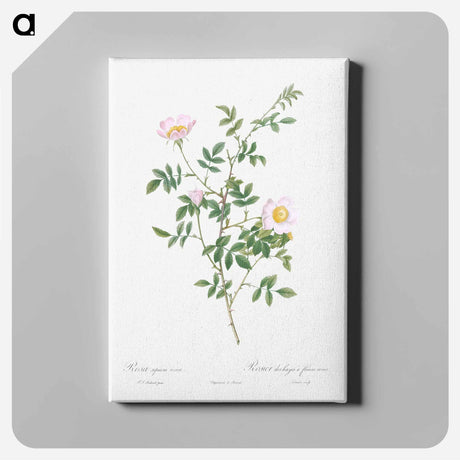 アートパネル-Pink Hedge Rose - ピエール ジョゼフ ルドゥーテ Canvas.