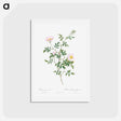 アートポストカード-Pink Hedge Rose - ピエール ジョゼフ ルドゥーテ Postcard.