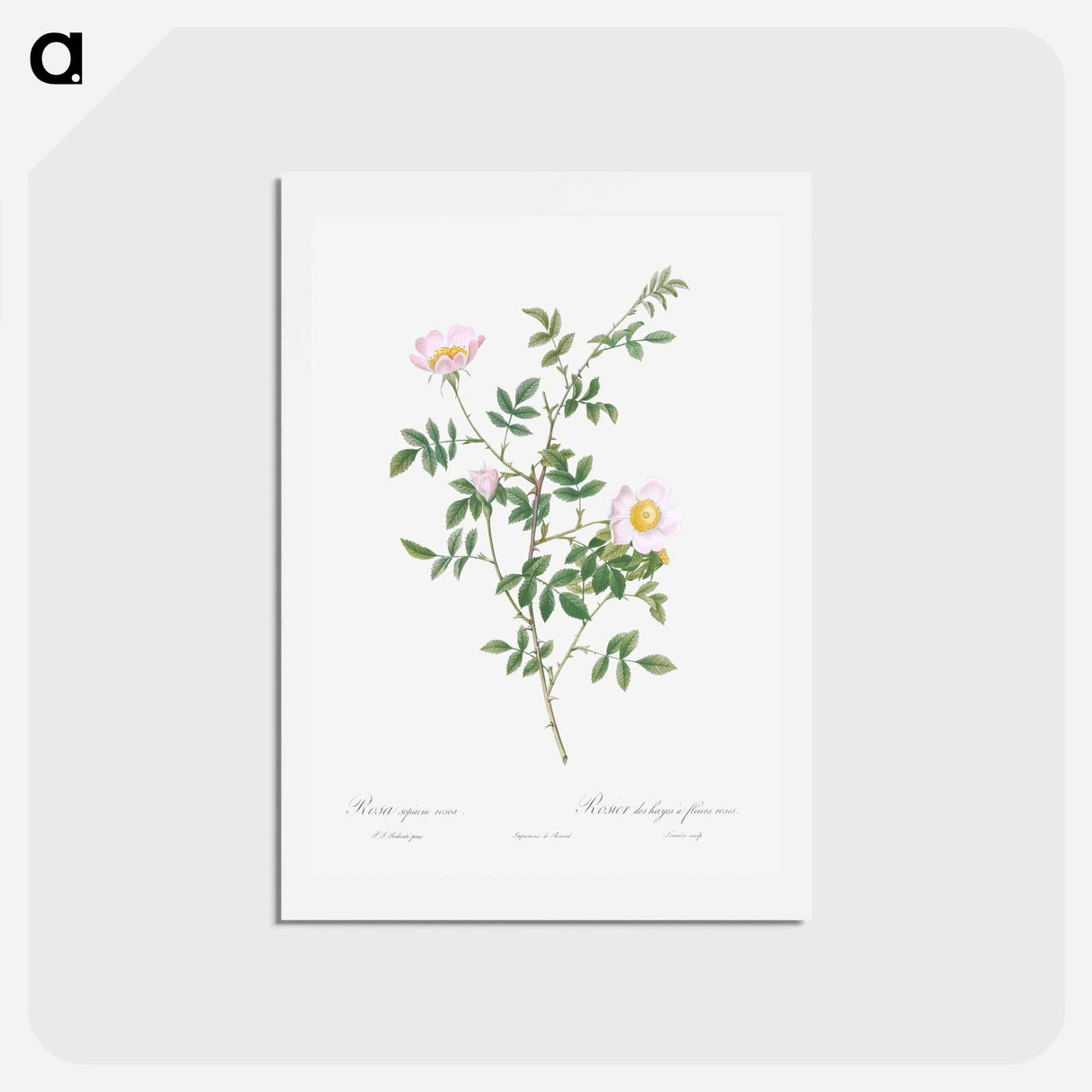 アートポストカード-Pink Hedge Rose - ピエール ジョゼフ ルドゥーテ Postcard.