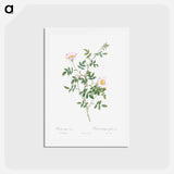 アートポストカード-Pink Hedge Rose - ピエール ジョゼフ ルドゥーテ Postcard.