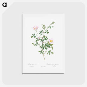アートポストカード-Pink Hedge Rose - ピエール ジョゼフ ルドゥーテ Postcard.