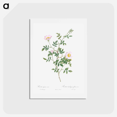 アートポストカード-Pink Hedge Rose - ピエール ジョゼフ ルドゥーテ Postcard.