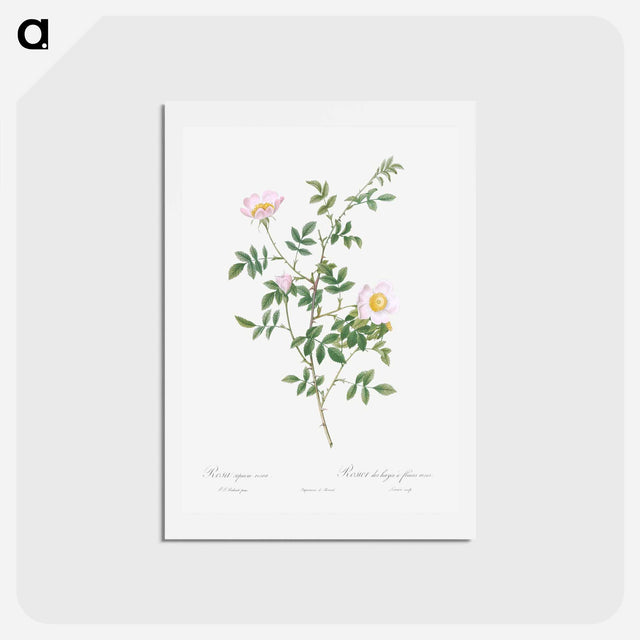 アートポストカード-Pink Hedge Rose - ピエール ジョゼフ ルドゥーテ Postcard.
