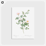 アートポストカード-Pink Hedge Rose - ピエール ジョゼフ ルドゥーテ Postcard.
