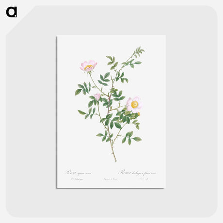アートポストカード-Pink Hedge Rose - ピエール ジョゼフ ルドゥーテ Postcard.