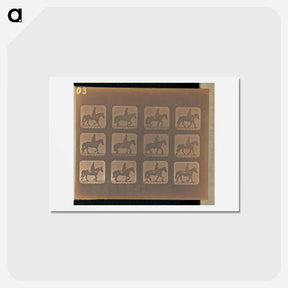 アートポストカード-Trotting
 - エドワード マイブリッジ Postcard.