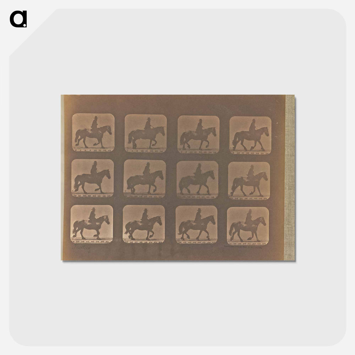 アートポストカード-Trotting
 - エドワード マイブリッジ Postcard.