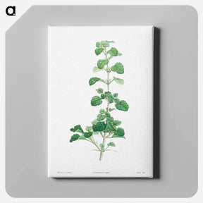 アートパネル-Cluster of small white flowers - ピエール ジョゼフ ルドゥーテ Canvas.