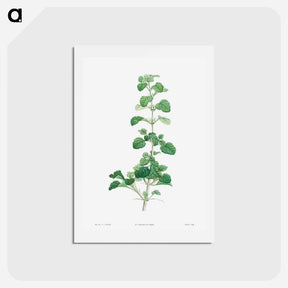 アートポストカード-Cluster of small white flowers - ピエール ジョゼフ ルドゥーテ Postcard.