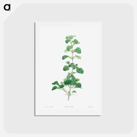 アートポストカード-Cluster of small white flowers - ピエール ジョゼフ ルドゥーテ Postcard.