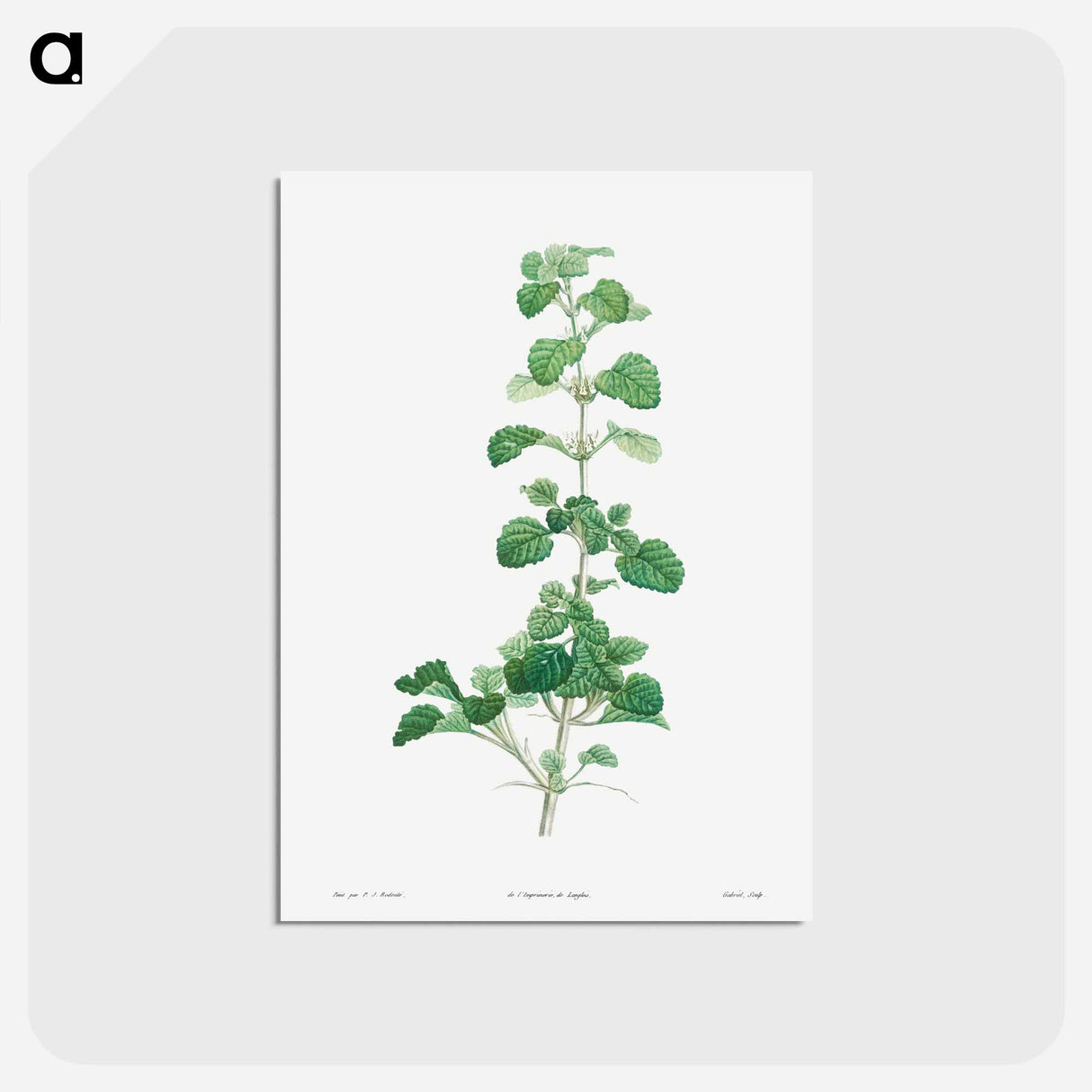 アートポストカード-Cluster of small white flowers - ピエール ジョゼフ ルドゥーテ Postcard.