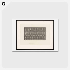アートポストカード-Ascending Nude
 - エドワード マイブリッジ Postcard.