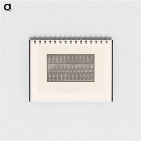アートメモ帳-Ascending Nude
 - エドワード マイブリッジ Memo.