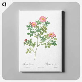 アートパネル-Corymb Rose - ピエール ジョゼフ ルドゥーテ Canvas.