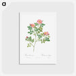 アートポストカード-Corymb Rose - ピエール ジョゼフ ルドゥーテ Postcard.
