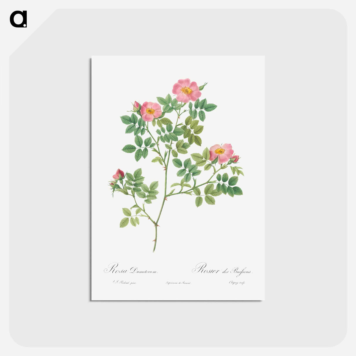 アートポストカード-Corymb Rose - ピエール ジョゼフ ルドゥーテ Postcard.