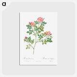 アートポストカード-Corymb Rose - ピエール ジョゼフ ルドゥーテ Postcard.