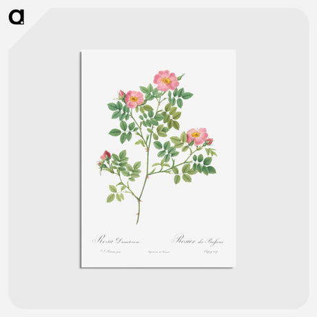 アートポストカード-Corymb Rose - ピエール ジョゼフ ルドゥーテ Postcard.