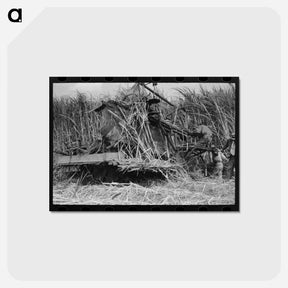 アートポストカード-Sugarcane Harvester Bogged Down
 - ラッセル リー Postcard.