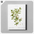 アートパネル-Bog labrador tea - ピエール ジョゼフ ルドゥーテ Canvas.
