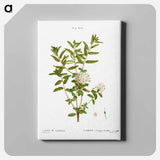 アートパネル-Bog labrador tea - ピエール ジョゼフ ルドゥーテ Canvas.