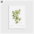 アートポストカード-Bog labrador tea - ピエール ジョゼフ ルドゥーテ Postcard.