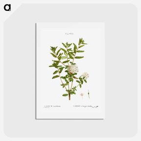 アートポストカード-Bog labrador tea - ピエール ジョゼフ ルドゥーテ Postcard.