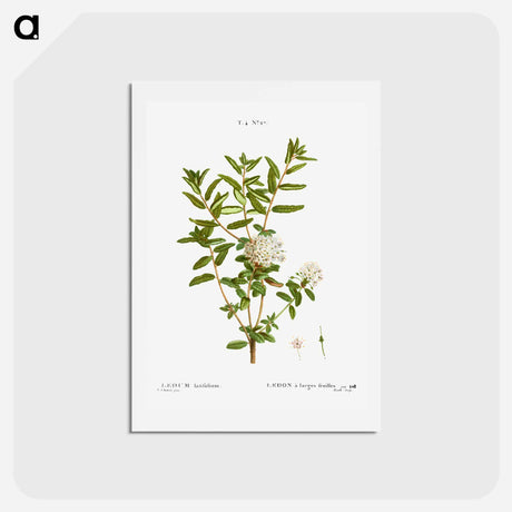 アートポストカード-Bog labrador tea - ピエール ジョゼフ ルドゥーテ Postcard.