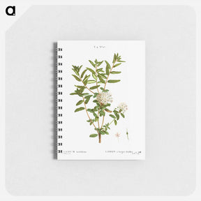 アートメモ帳-Bog labrador tea - ピエール ジョゼフ ルドゥーテ Memo.