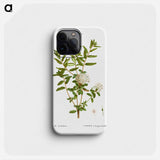 Bog labrador tea - Pierre Joseph Redouté Phone Case.