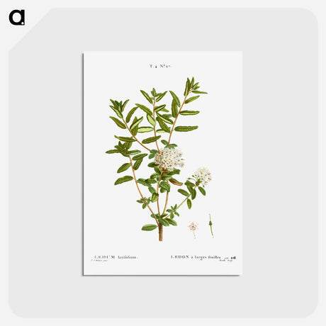 アートポストカード-Bog labrador tea - ピエール ジョゼフ ルドゥーテ Postcard.