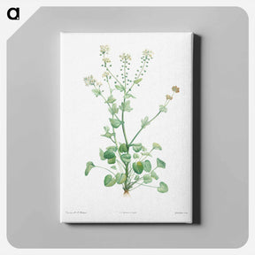 アートパネル-Scurvy-grass - ピエール ジョゼフ ルドゥーテ Canvas.