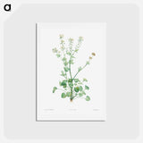 アートポストカード-Scurvy-grass - ピエール ジョゼフ ルドゥーテ Postcard.